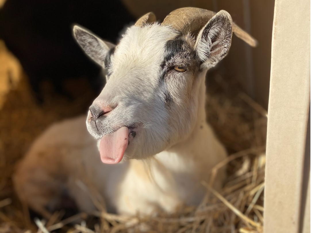 Abma's Farm
